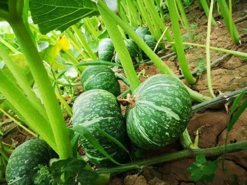 蘭陵長城2020年谷物種植亮點 科技助力豐收，綠色引領發展
