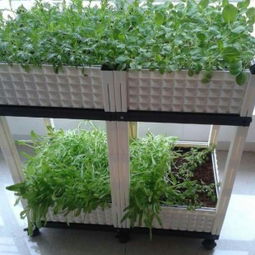 文安縣正達(dá)塑料模具制品廠 蔬菜種植箱與谷物種植的創(chuàng)新解決方案