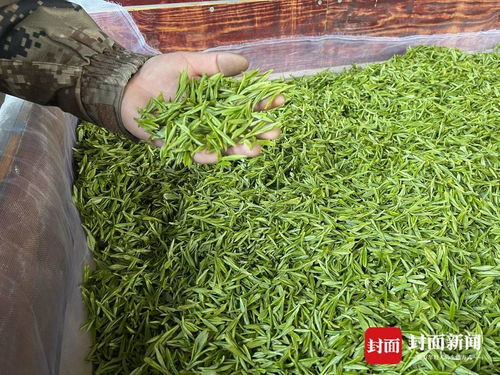 四川夾江 30萬(wàn)畝茶園飄香迎春采，茶農(nóng)喜獲豐收“第一桶金”