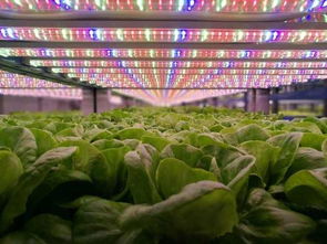從地面到星際 植物工廠技術(shù)如何引領(lǐng)航天谷物種植新紀(jì)元