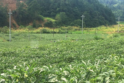 秋葵鋪就致富路 農(nóng)村姐姐的80畝綠色奇跡與姐夫的年收五十萬(wàn)