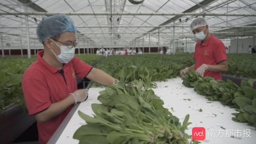 揭秘廣州植物工廠 半升水育一株菜，谷物種植新篇章